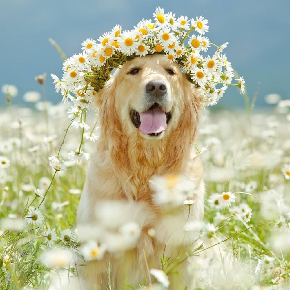 Meet your Posher, Dogs and Daisies